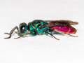 Chrysis ignita